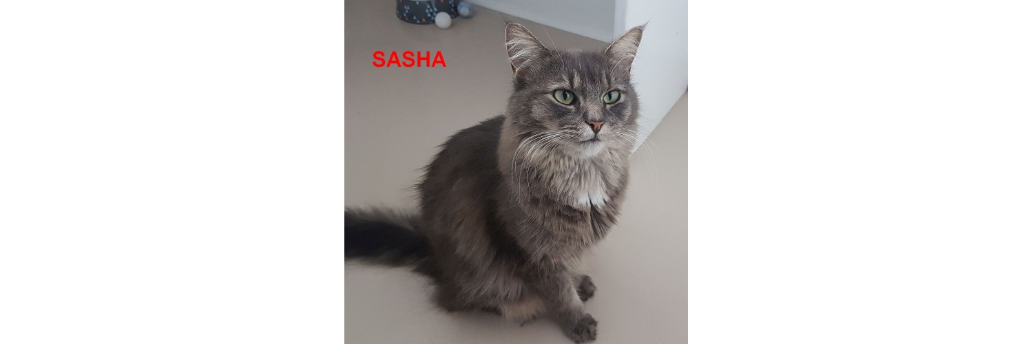 Sasha