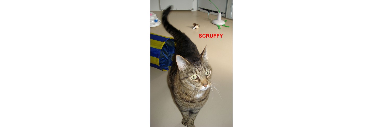 Scruffy