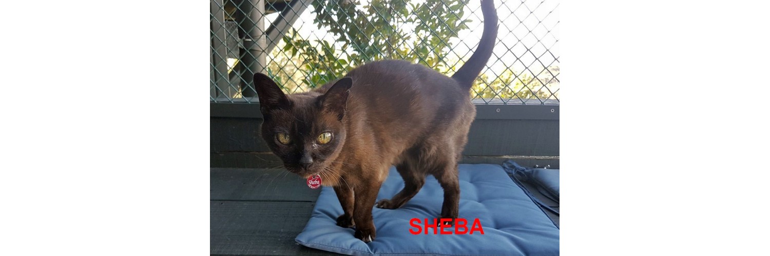 Sheba
