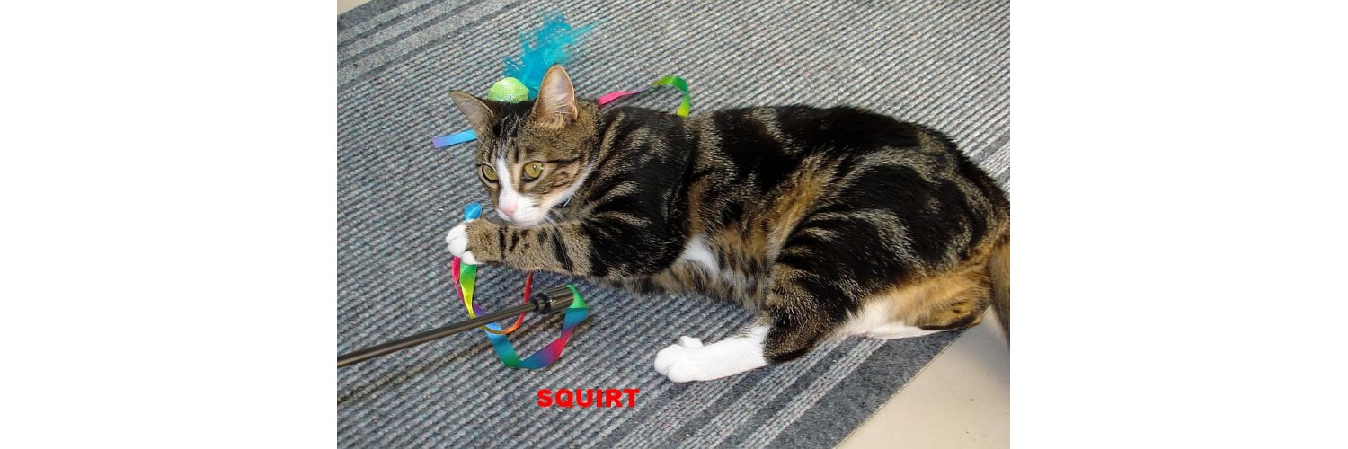 Squirt