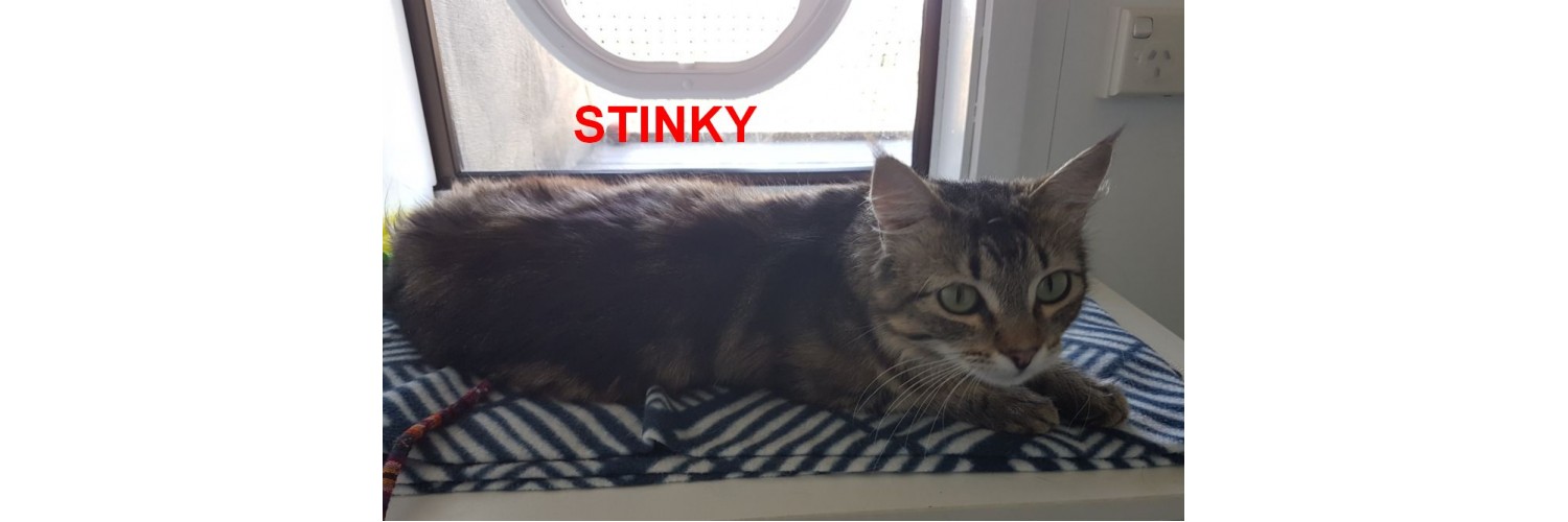 Stinky