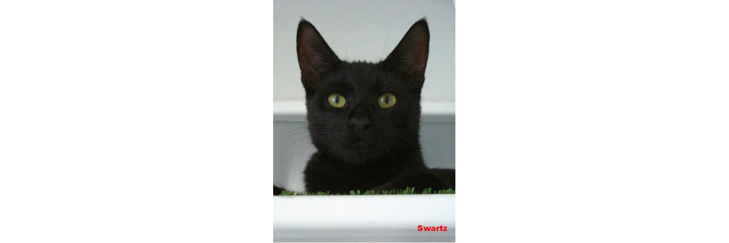 Swartz