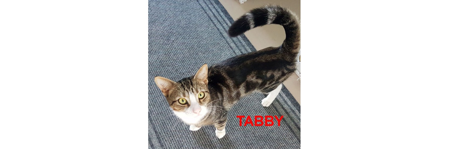 Tabby