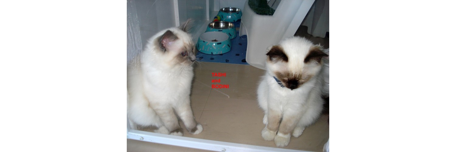 Tashi and Bodini