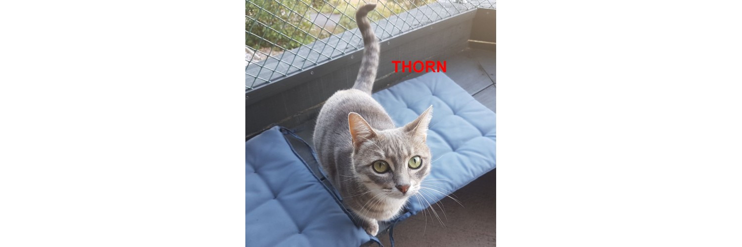 Thorn