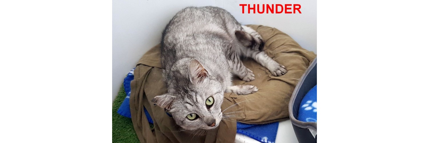 Thunder