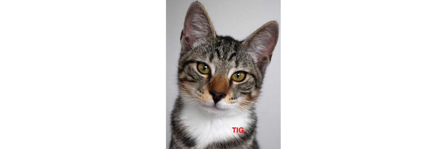 Tig