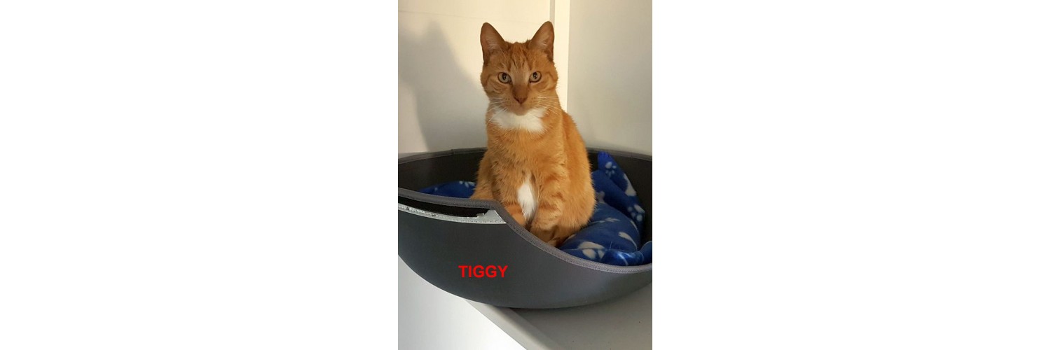 Tiggy