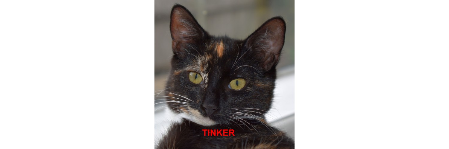 Tinker