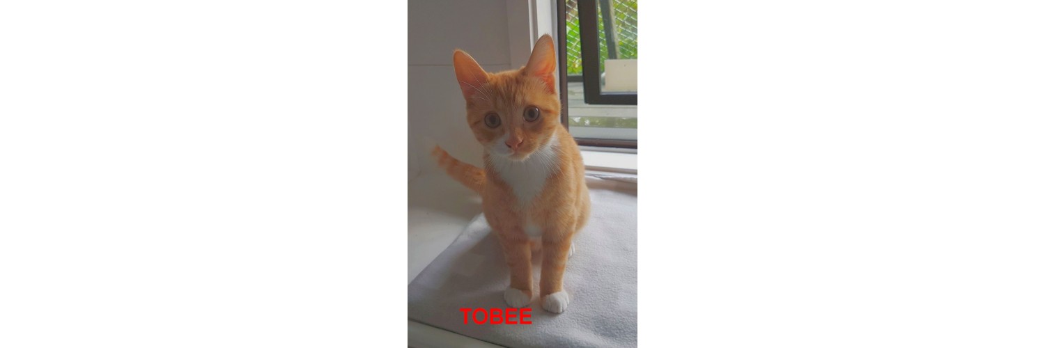 Tobee