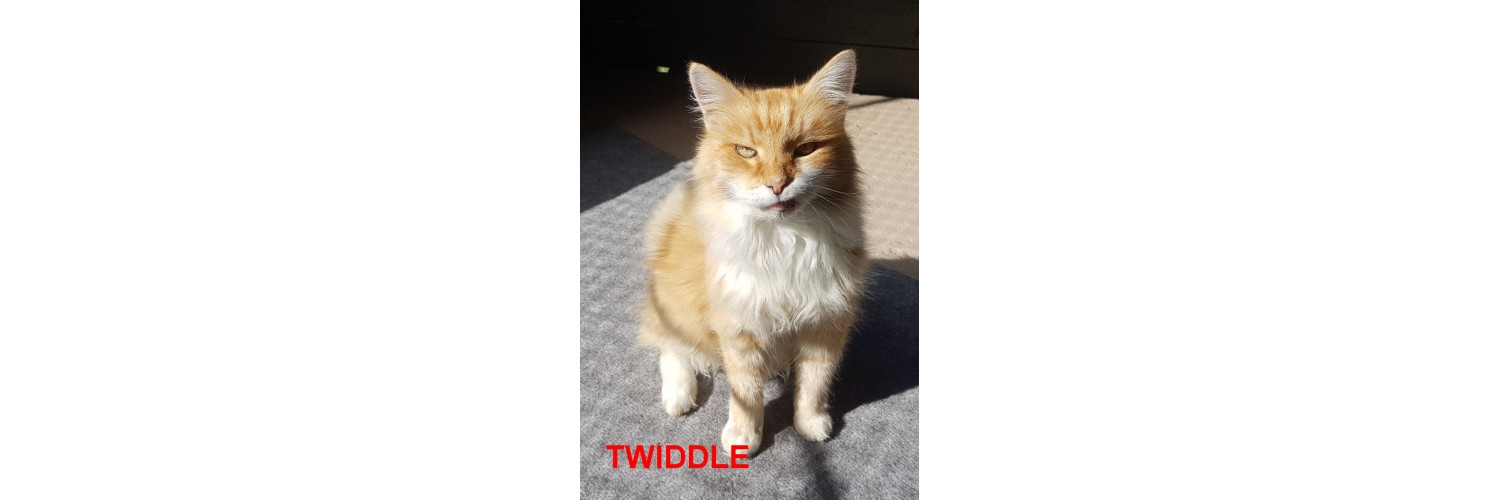 Twiddle