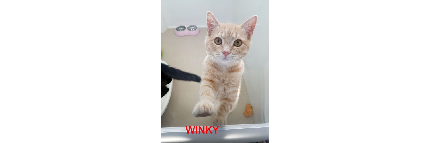 Winky