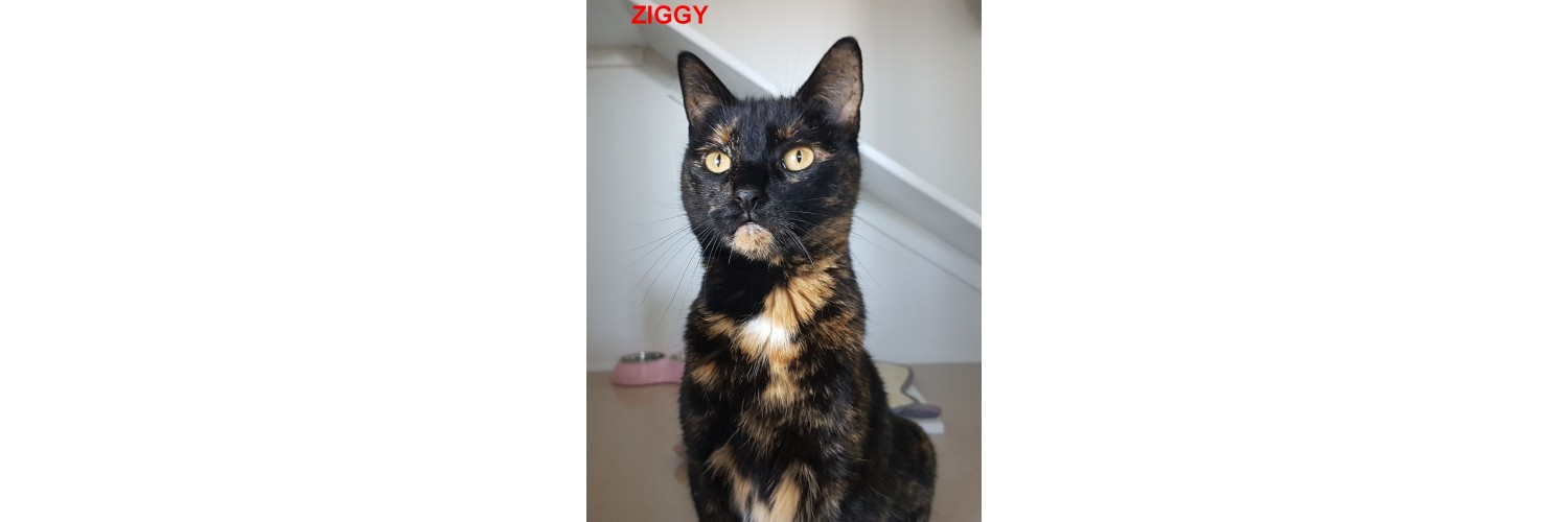 Ziggy