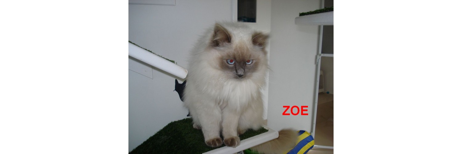 Zoe